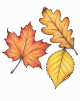 Fall Leaves in coloured pencil
