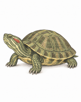 Turtle in coloured pencil