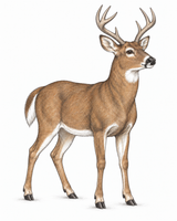 Deer in coloured pencil